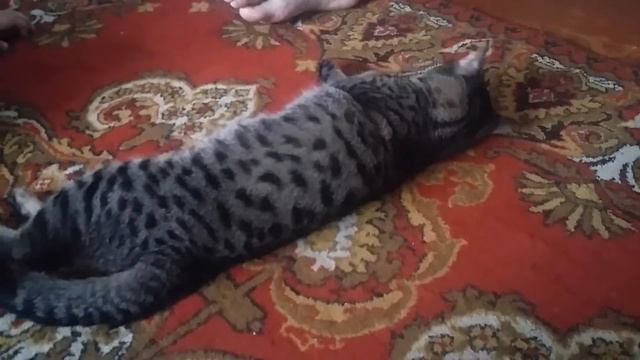 Бешенный кот с валерьянкой смотреть онлайн