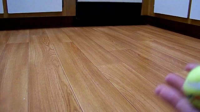 Mike and Molly the Toy Fox Terrier смотреть онлайн