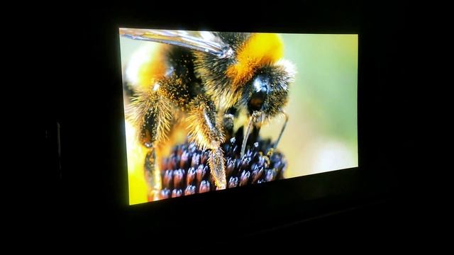 Proyector Viewsonic PJD6223 смотреть онлайн
