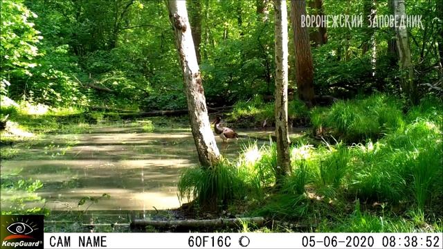 Чёрный аист. Воронежский заповедник