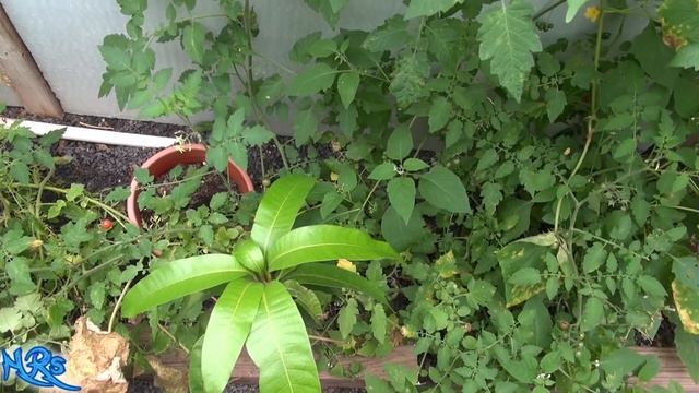 ⟹ Starting a mango from a seed | Final Mango update | Part 4 смотреть онлайн
