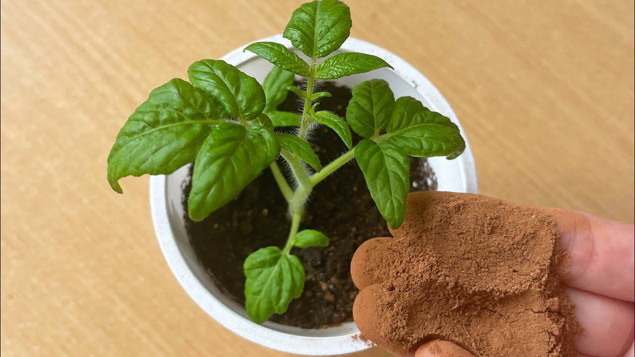 Положите Это В ЛУНКУ, помидоры и перцы будут крупные и много! смотреть онлайн