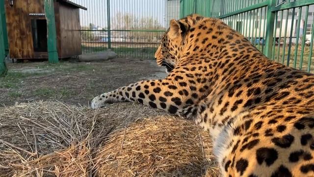 Открыли Рысей ,Они сказали ,что ждут Госпиталь Дикой Природы!) смотреть онлайн