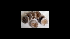 Как сажать в торфяные таблетки