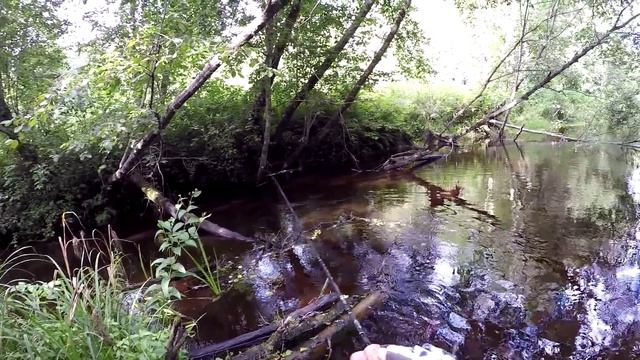Река, которой нет на карте. Форель, Малина, Ирга, Белый гриб / brown trout fishing смотреть онлайн