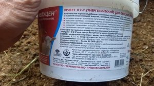 Про овец.Черноголовый Дорпер.Кормушки,подстилка,подкормка