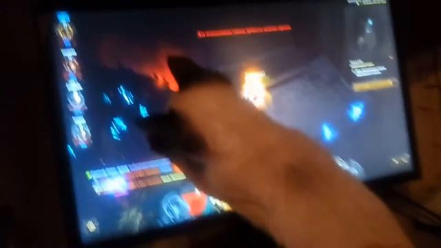 Котейка помогает фармить портал в Diablo 3 смотреть онлайн