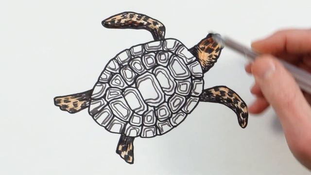 How to Draw Sea Turtle | Easy Animals Drawing смотреть онлайн