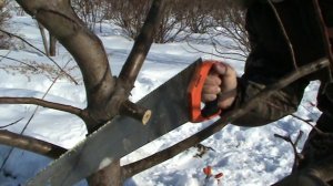 весенняя обрезка яблони