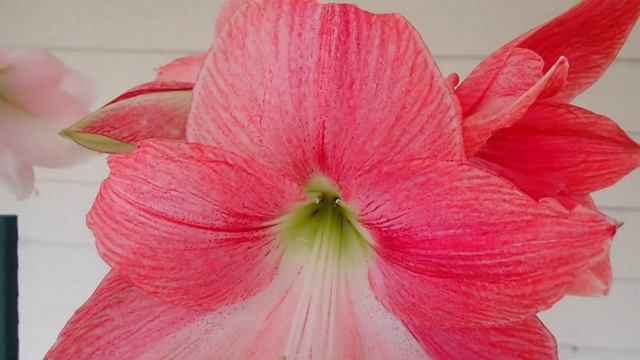 Hollywood,Blushing Bride and Ballerina Amaryllis смотреть онлайн