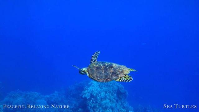The Ocean 4K Video With Relaxing Music - Peaceful Relaxing Nature
