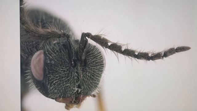 Chalcid Wasps Eurytoma amygdali Enderlein. Phytophagous on Amygdalus Seeds. Eurytomidae Chalcìdoide смотреть онлайн