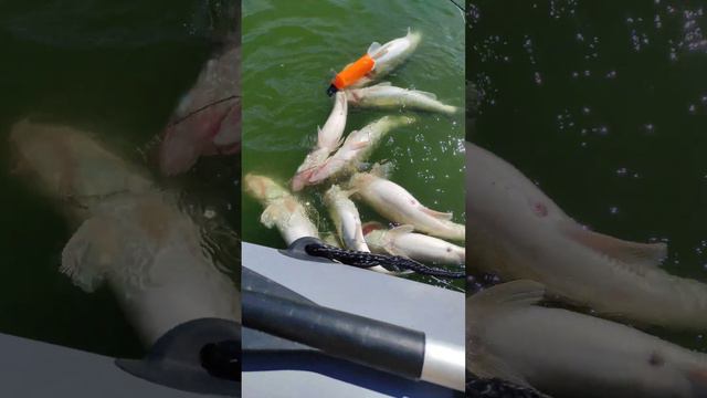 Калининградский залив. Отчёты смотреть онлайн