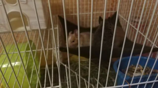 Нежности перед сном у дегу))) смотреть онлайн