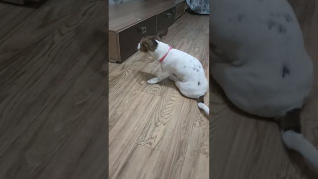 #джекрассел #джекрасселтерьер #щенок #забавныеживотные #jrt #играем #мило #собаки #дрт смотреть онлайн