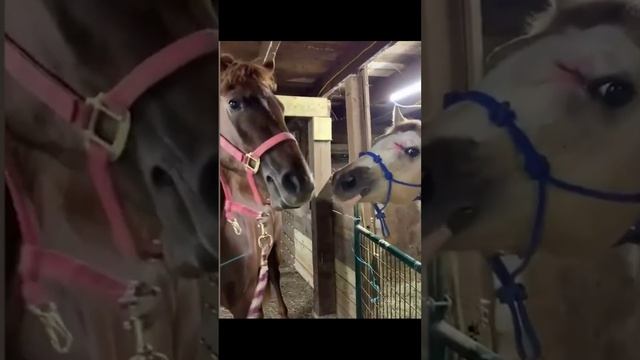 Когда встретилась с подругой хD смотреть онлайн