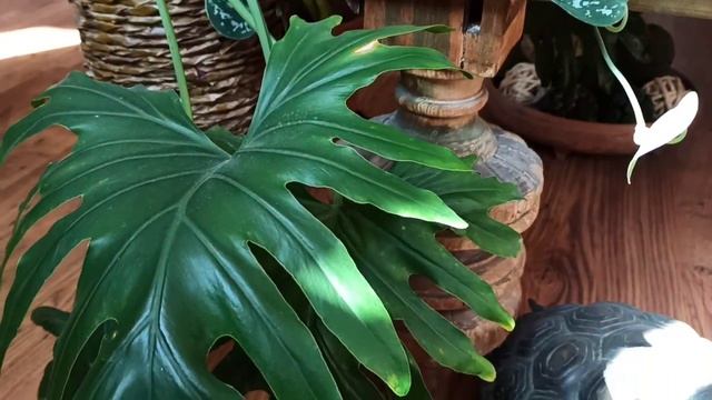 Цветы в интерьере.Бугенвиллия.Фаленопсис Фантом.Ароидные. смотреть онлайн