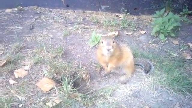 Весёлый брундук смотреть онлайн