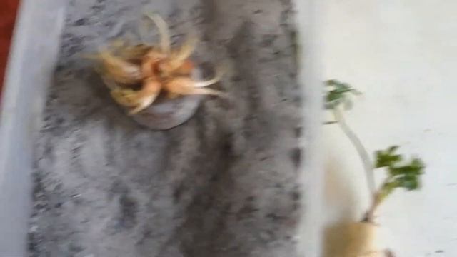 ❤?Зелень из корнеплодов (морковь,петрушка) / огород на подоконнике#Наша любимая дача смотреть онлайн