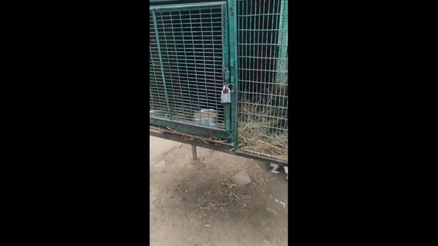 2 часть Челябинск зоопарк карусели смотреть онлайн