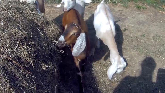 ИЩУ МАМУ И ПАПУ ДЛЯ НАШИХ КОЗОЧЕК! НУБИЙСКАЯ КОЗА ОКОТИЛА КОЗОЧЕК! ПРОДАЖА СРОЧНАЯ И НЕ ДОРОГАЯ! смотреть онлайн