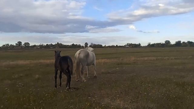 Сенокос 2022 #13 смотреть онлайн