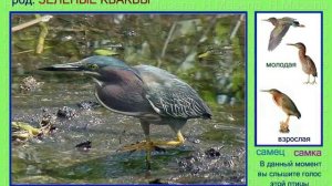 Кваква. Голоса птиц