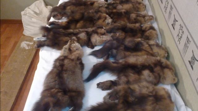 Соболь невыделанный 15 шкур (подборка) цвет №6 смотреть онлайн