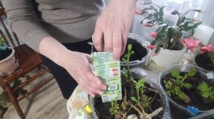 Купили луковицу лилии в феврале-марте