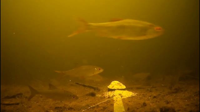 Прикормка с ароматом чеснока против аниса. смотреть онлайн