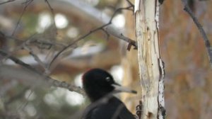 Черный дятел долбит дерево в замедленной съемке, woodpecker hits a tree in slow mo