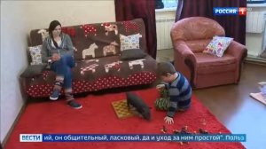 Мини пиг может оказаться большой свиньей