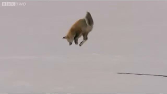 Лиса поймала колобка!))).mp4 смотреть онлайн