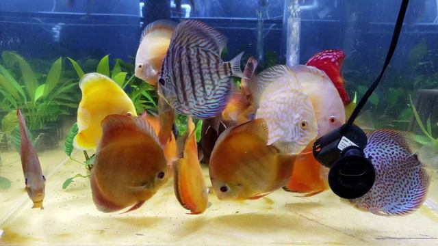 Multi Color Discus Fish eating Royal Menu L смотреть онлайн