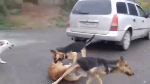 Собаки драка