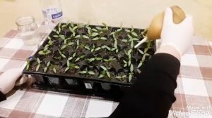 как часто поливать рассаду перца