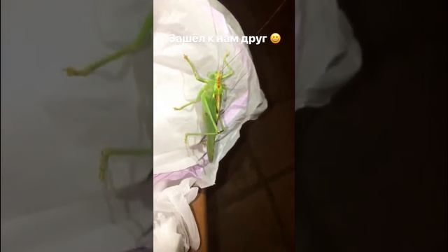 Ужас! Огромный кузнечик? Или кто это такой!!! смотреть онлайн