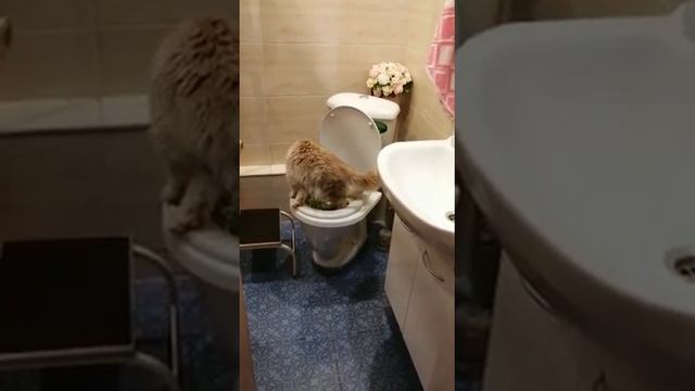 Мейн Кун Марик, приучение к унитазу смотреть онлайн
