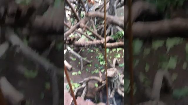 Дикобразы и носатые обезьяны в сафари!!