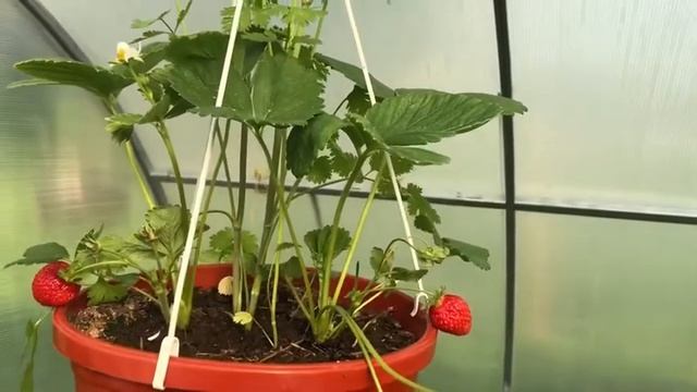 Вьющаяся клубника через 2 месяца после посадки дала первый урожай смотреть онлайн