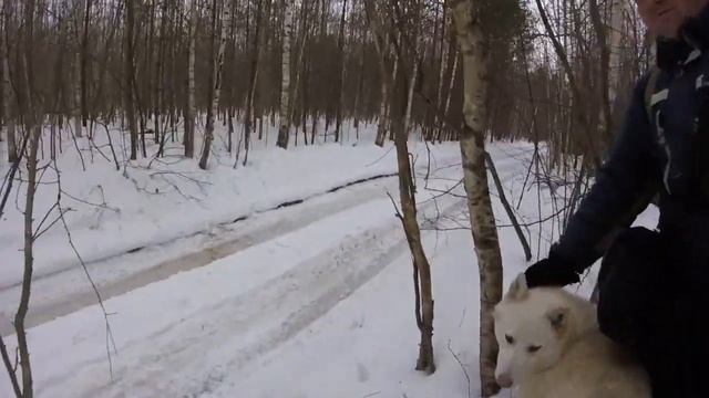 Волк на избе! Заказник "Сурский". Мини поход. смотреть онлайн