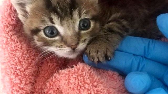 Бездомная кошка обнимала больного котенка, но не могла ему помочь смотреть онлайн