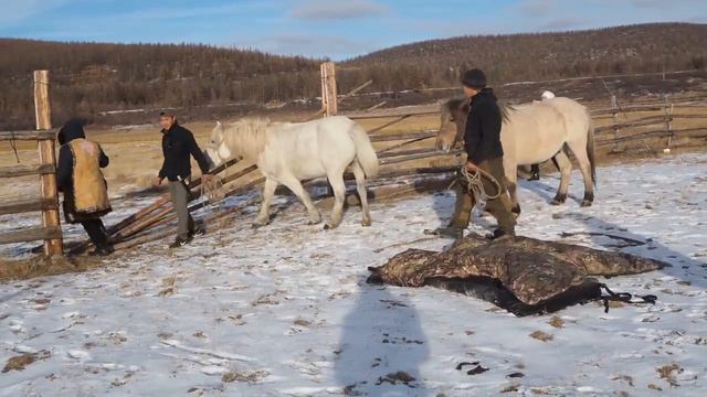 11 тысяч километров до Москвы и возвращение домой! (с.Ючюгей). Эмоции лошадей и следующие проекты! смотреть онлайн