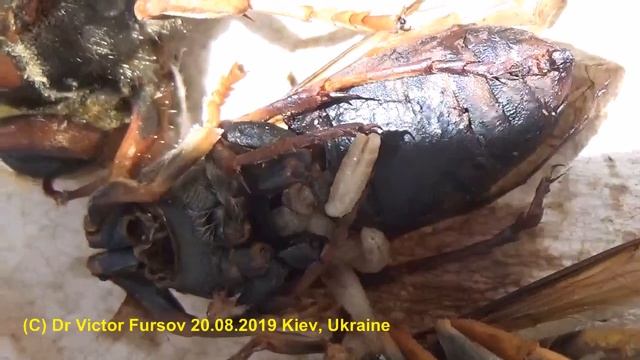 Цикл Жизни: Шершень - Муха - Паразитоид Птеромалид. СЕРИЯ-29. Привет Из Гнезда Шершней. смотреть онлайн