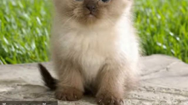 Какого котёнка выбираешь ты????? смотреть онлайн