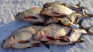 НАПАЛИ НА ТРОПУ ЛЕЩА!!!!! Ухх леска звенит. Ловля леща зимой