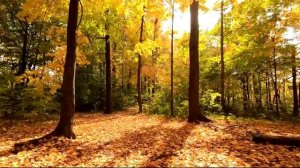 Песня Ивушки вы Ивушки. Её любимая песня Ивушка