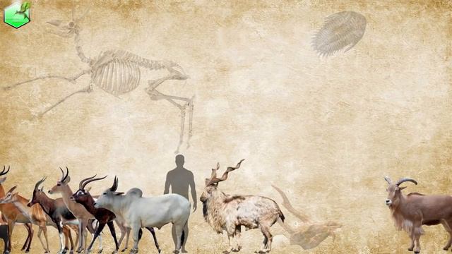Bovidae Size Comparison [Living Extinct] смотреть онлайн