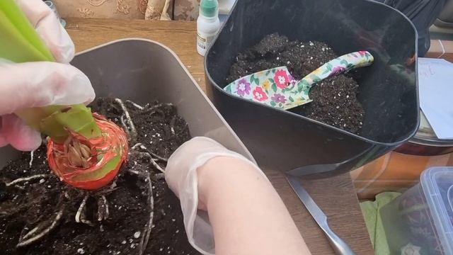 пересадка гиппеаструма из временного стаканчика смотреть онлайн