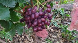 Розовый Нил и  Лимпопо ,формы винограда Калугина В.М.